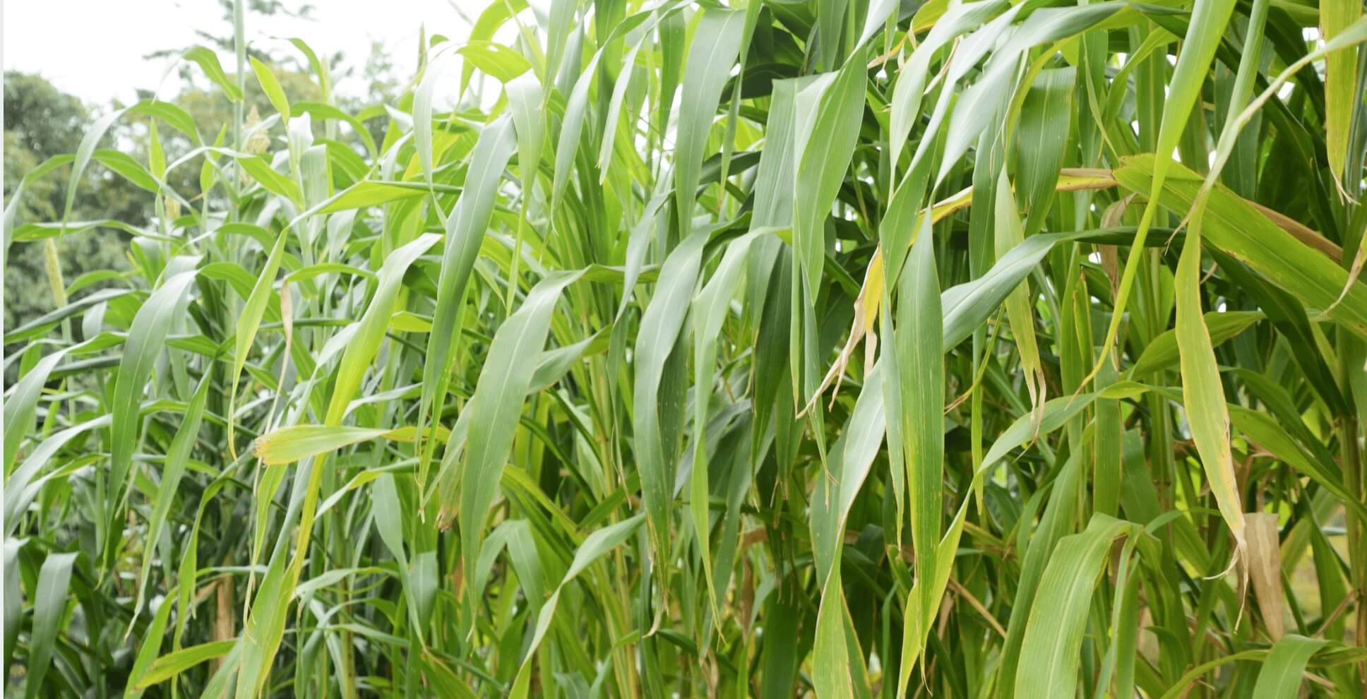 Small Grains