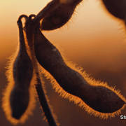 Soybean Inoculants